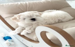 Maltese dogs for sale: Maltese Puppy 2 - 👑Top Quality Full Korean Maltese Boy Ready Now👑  - Image 23