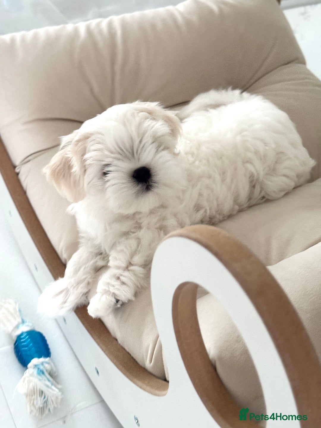 Maltese dogs for sale: Maltese Puppy 2 - 👑Top Quality Full Korean Maltese Boy Ready Now👑  - Image 23