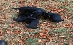 Mixed Breed dogs for sale: Terrier Patterdale x Sealyham  puppies - Image 2