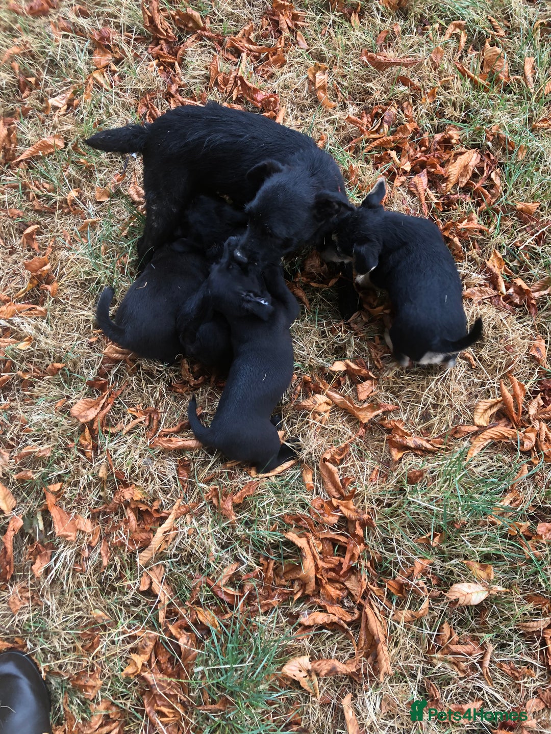 Mixed Breed dogs for sale: Terrier Patterdale x Sealyham  puppies - Image 2