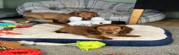 Miniature Dachshund dogs for sale: Shaded red longhaired boy and girl - Advert 8