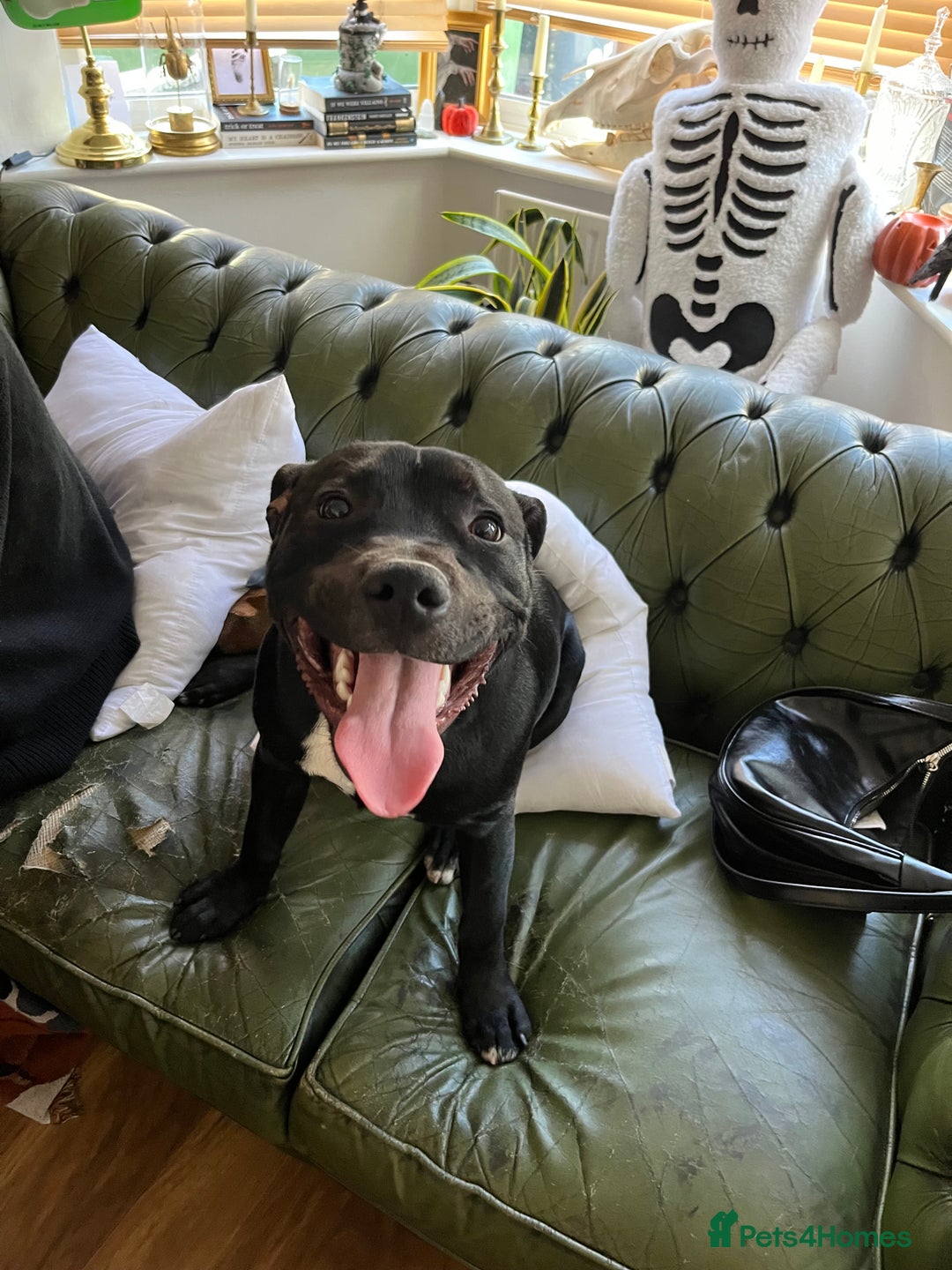 Staffordshire Bull Terrier dogs for sale: 7 month staffy for sale  - Advert 5