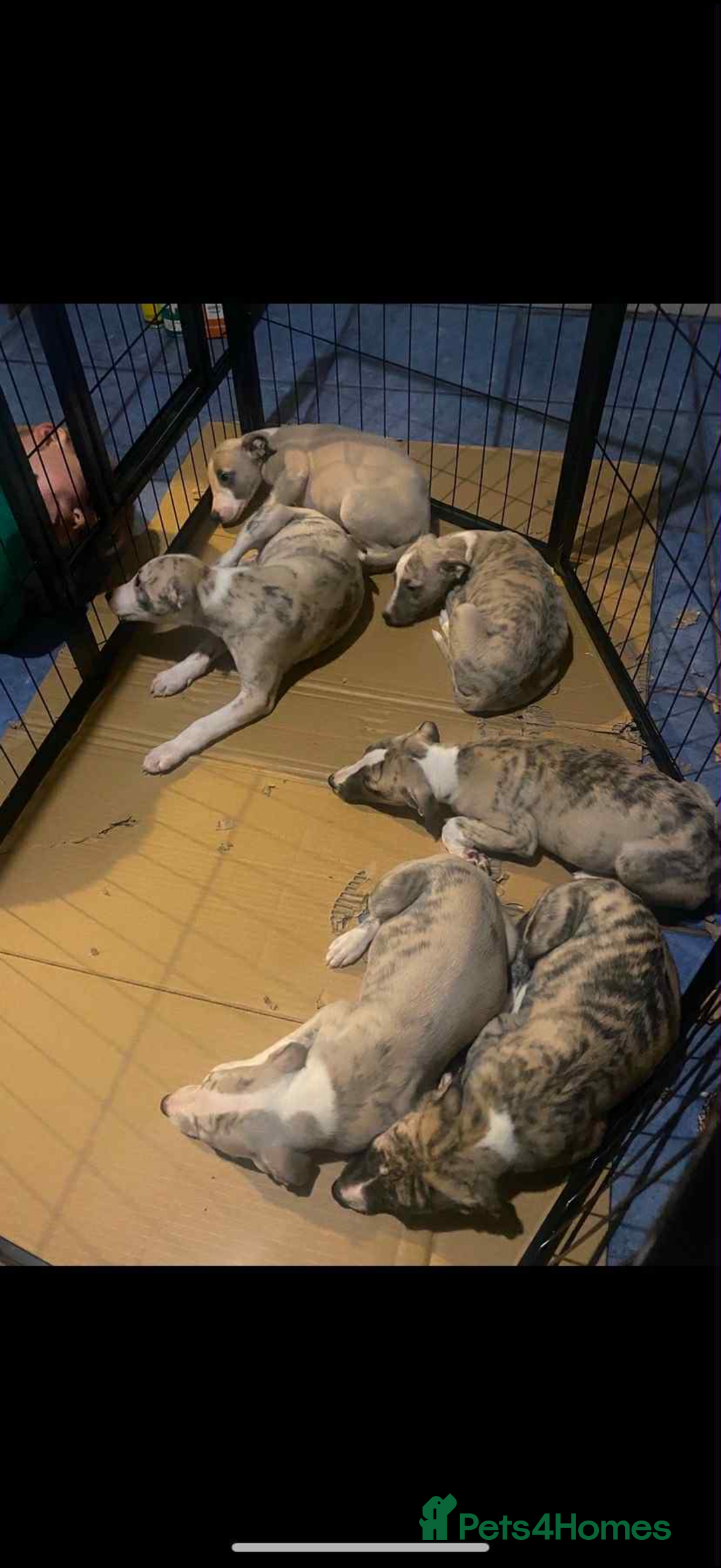 Whippet dogs for sale: Stunning kc registered whippet pups  - Advert 4