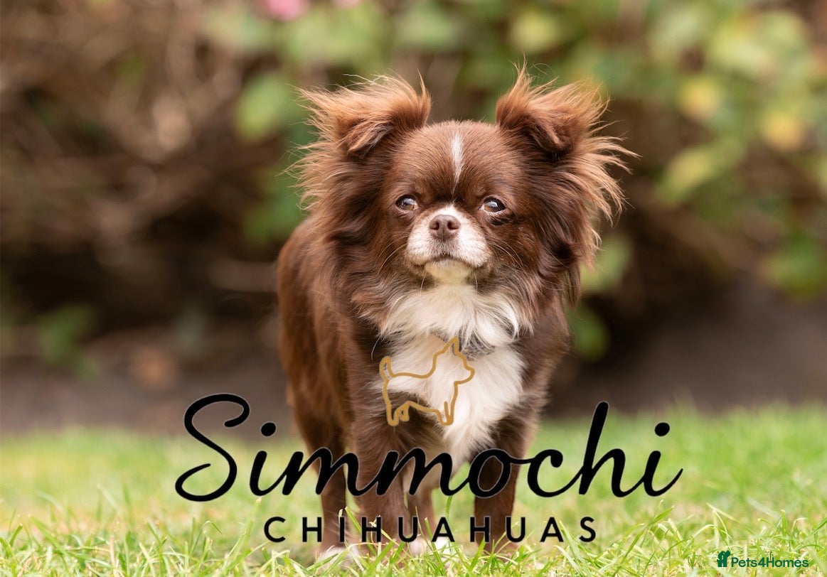 Chihuahua dogs for sale: Exquisite long coat chihuahuas  - Advert 3