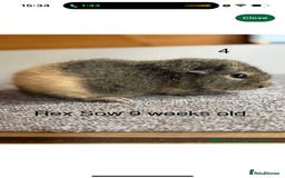 Guinea Pig rodents for sale: Two Female Guinea Pig - Image 2