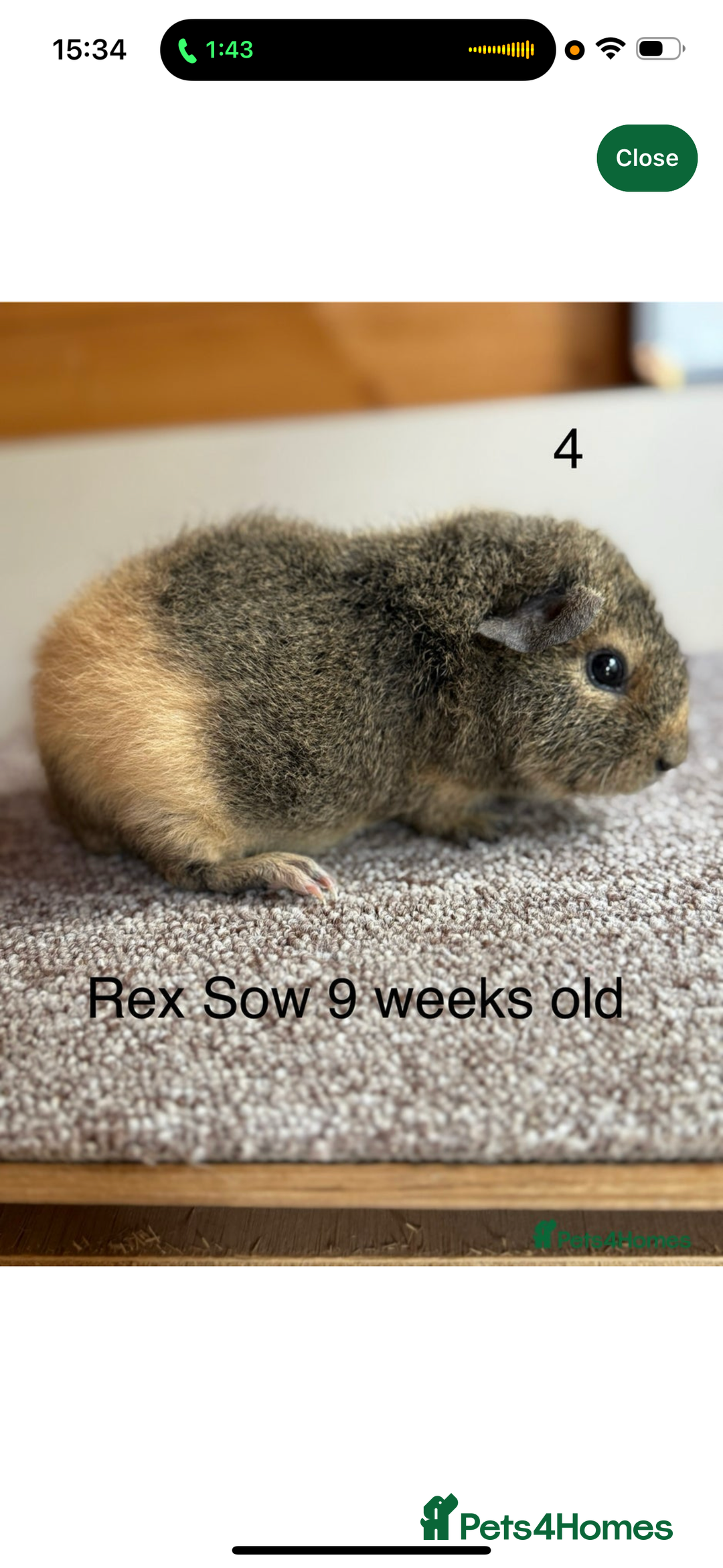 Guinea Pig rodents for sale: Two Female Guinea Pig - Image 2
