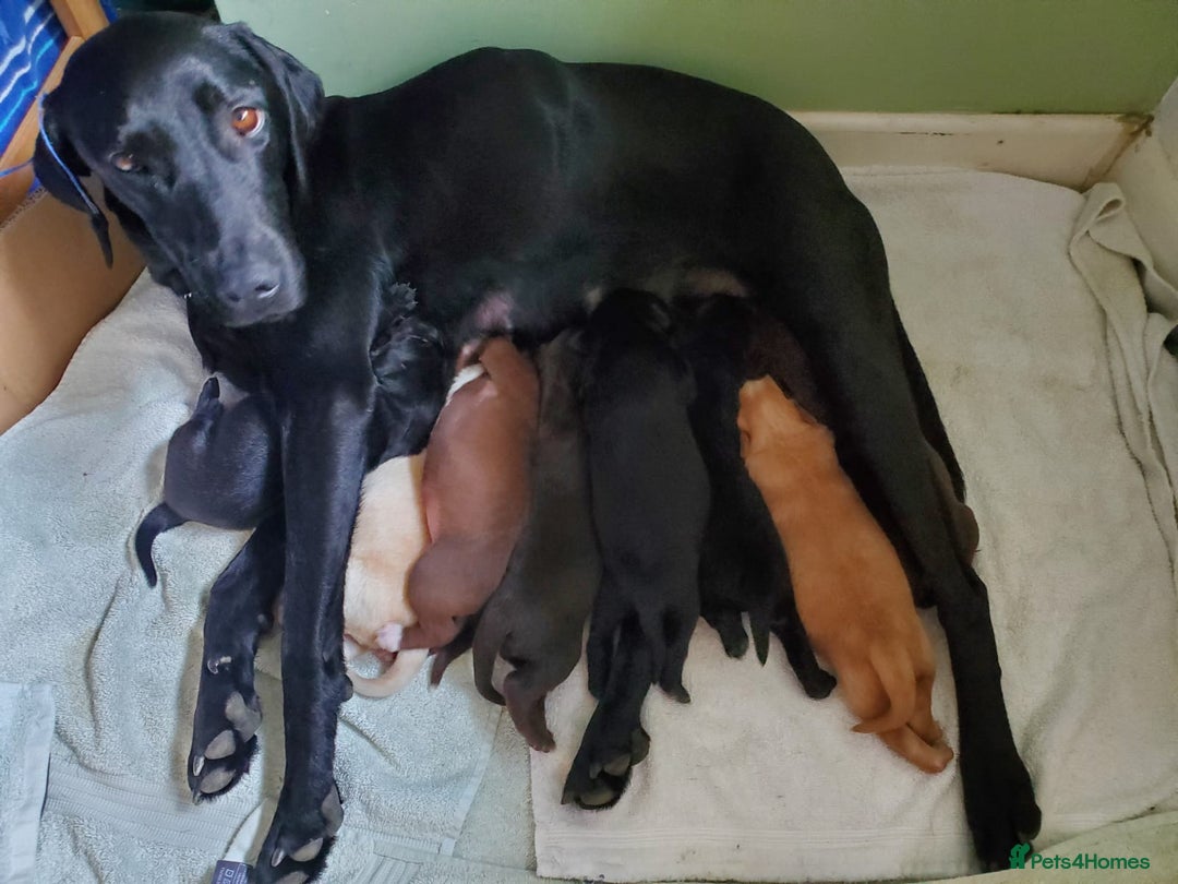 Mixed Breed dogs for sale: 3 gorgeous puppies ready for their new home - Image 4
