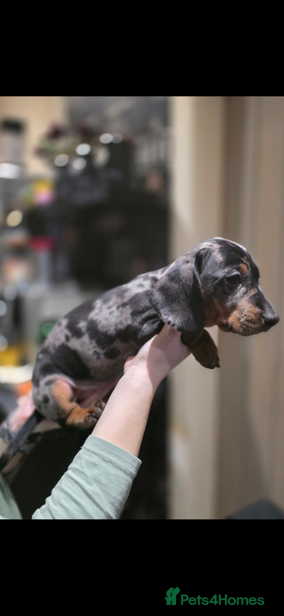 Dachshund dogs for sale: Beautifull puppies  - Advert 13