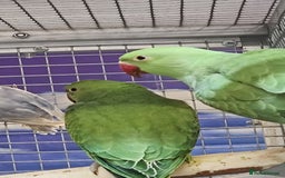 Parrots birds for sale: Available BIRDS/PARAKEETS/PARROTS  - Image 23