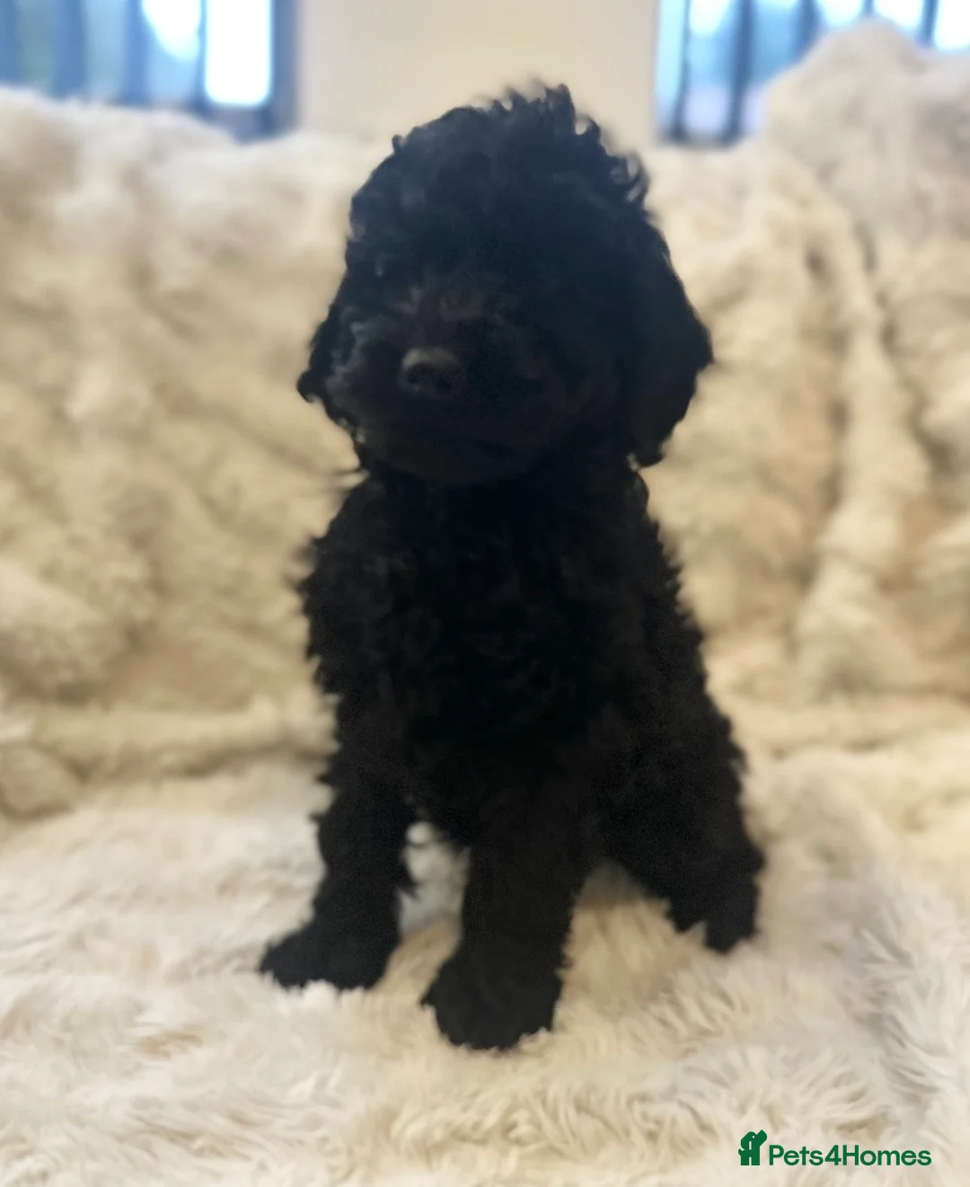 Cockapoo dogs for sale: Stunning cockapoos ready now  - Advert 6