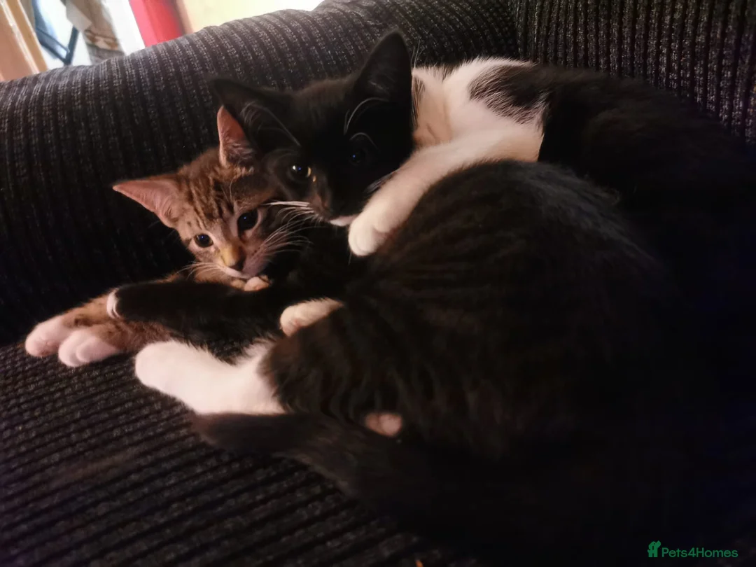 Mixed Breed cats for sale: 1 male 3 female kittens  in Manchester - Advert 14