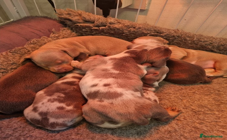 Dachshund dogs 8 Smooth Haired miniature dachshund pups  - Advert 2