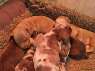 Dachshund dogs 8 Smooth Haired miniature dachshund pups - Advert 9