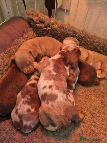 Dachshund dogs 8 Smooth Haired miniature dachshund pups - Advert 2