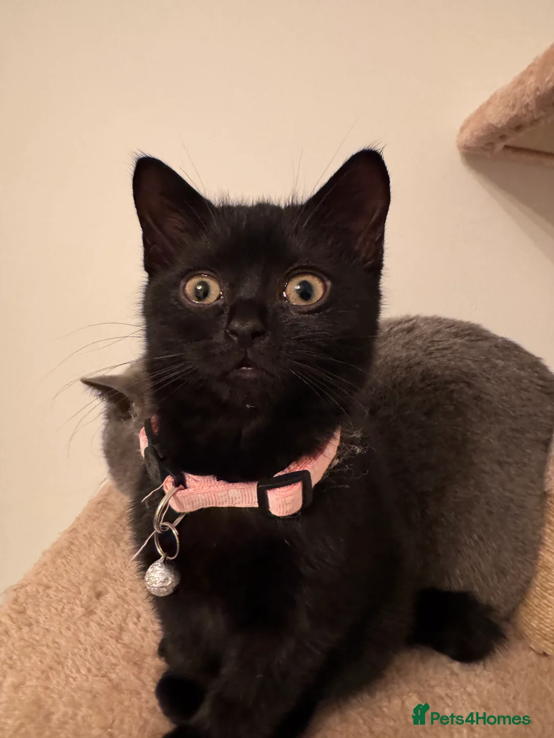 British Shorthair cats for sale: Adorable  - Advert 7