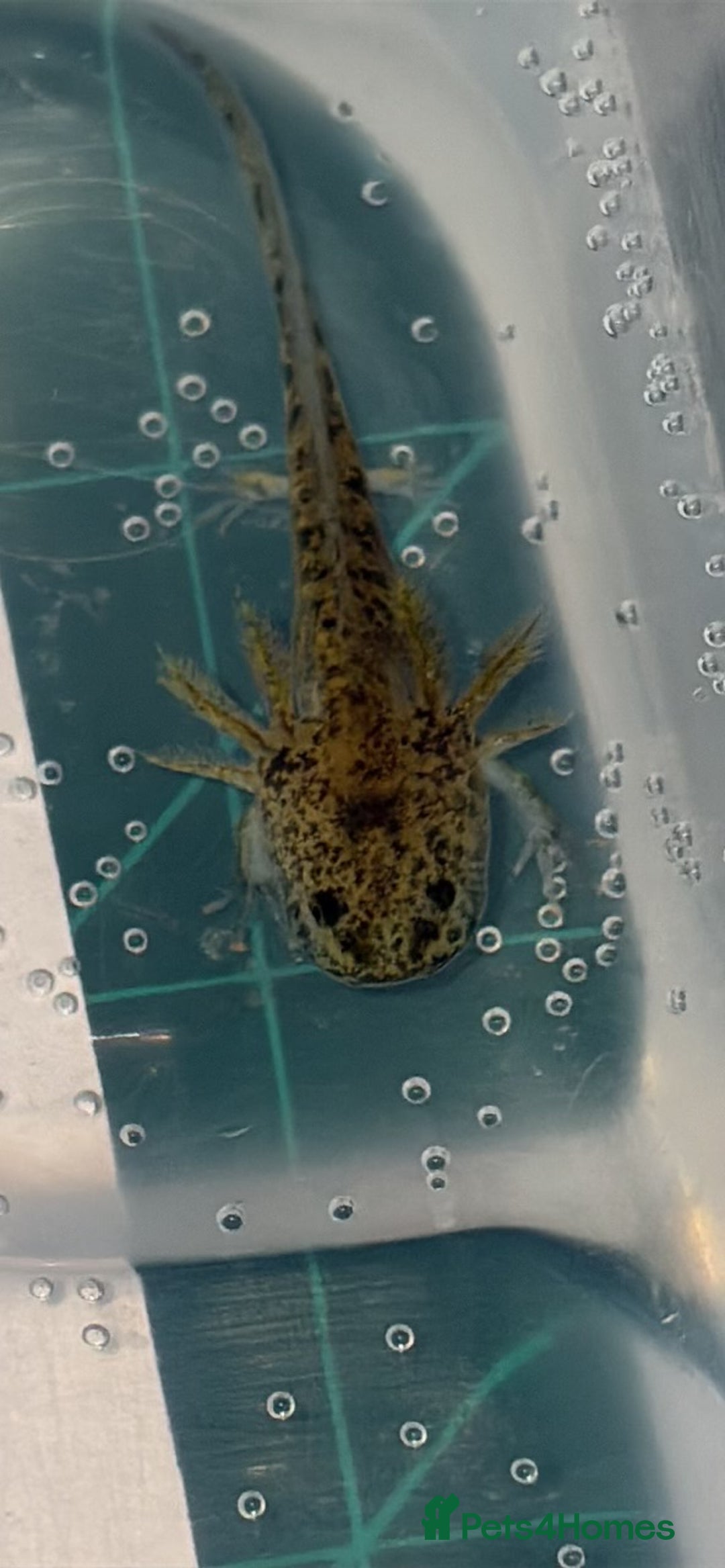 Axolotl reptiles for sale: Baby aXolotls - Advert 3