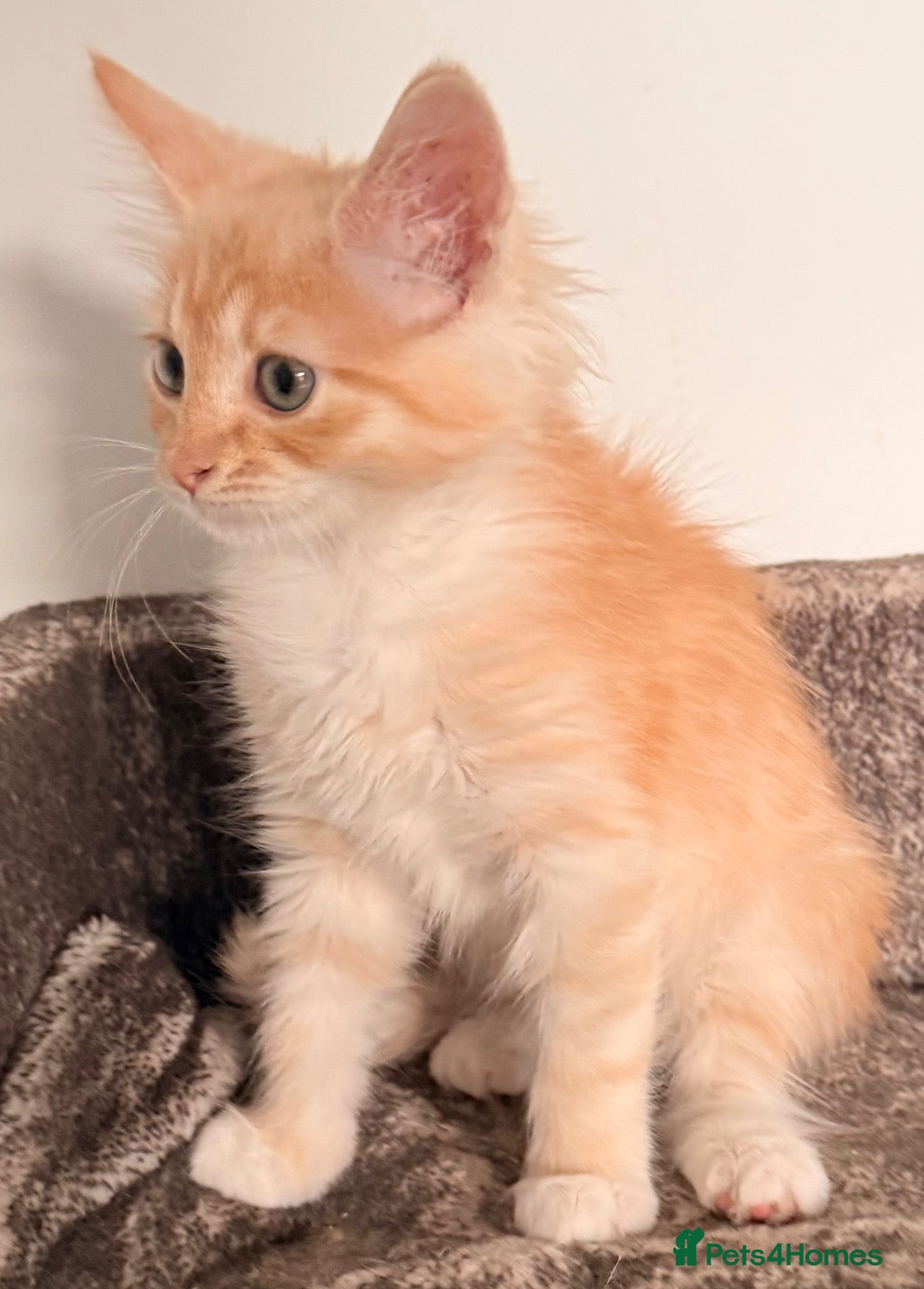 Siberian cats New imported lines Siberian kittens - Advert 2
