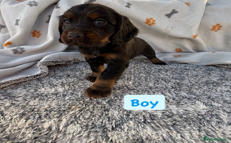 Cocker Spaniel dogs - Advert 3