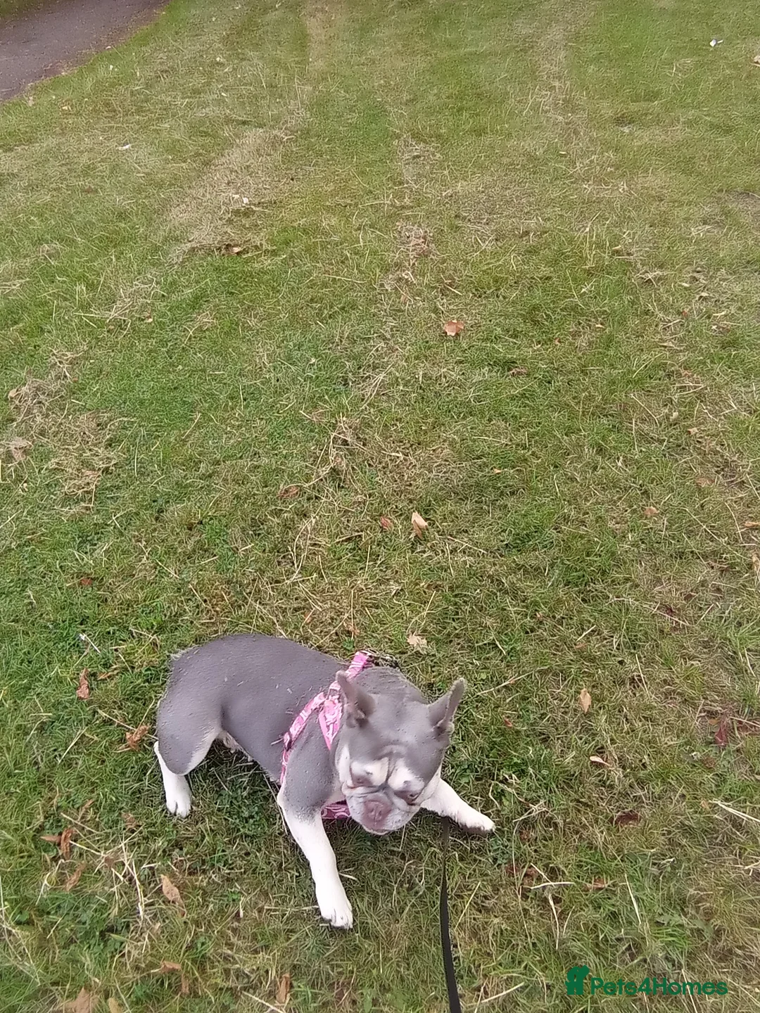 French Bulldog dogs for sale: Beautiful lilac French Bulldog 5 years old in London - Advert 2