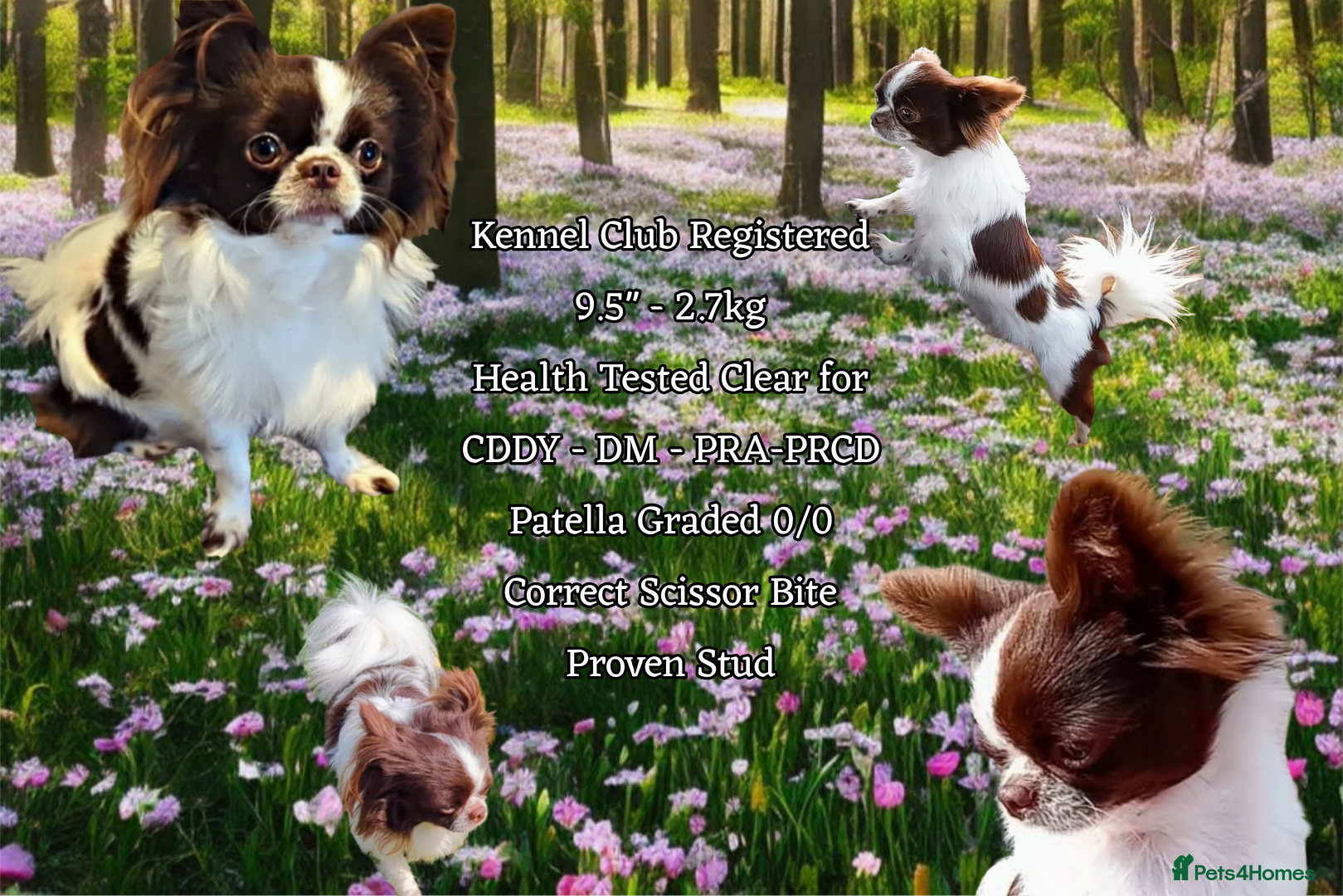 Chihuahua dogs KC reg-Heath Tested-Proven Stud - Advert 21