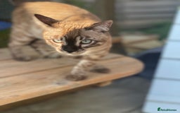 Bengal cats for sale: Sibling Bengals  - Image 6