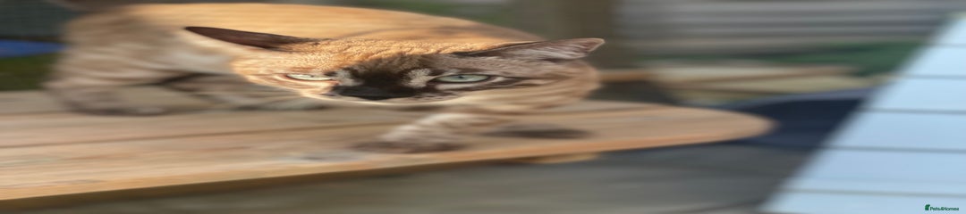 Bengal Male Max