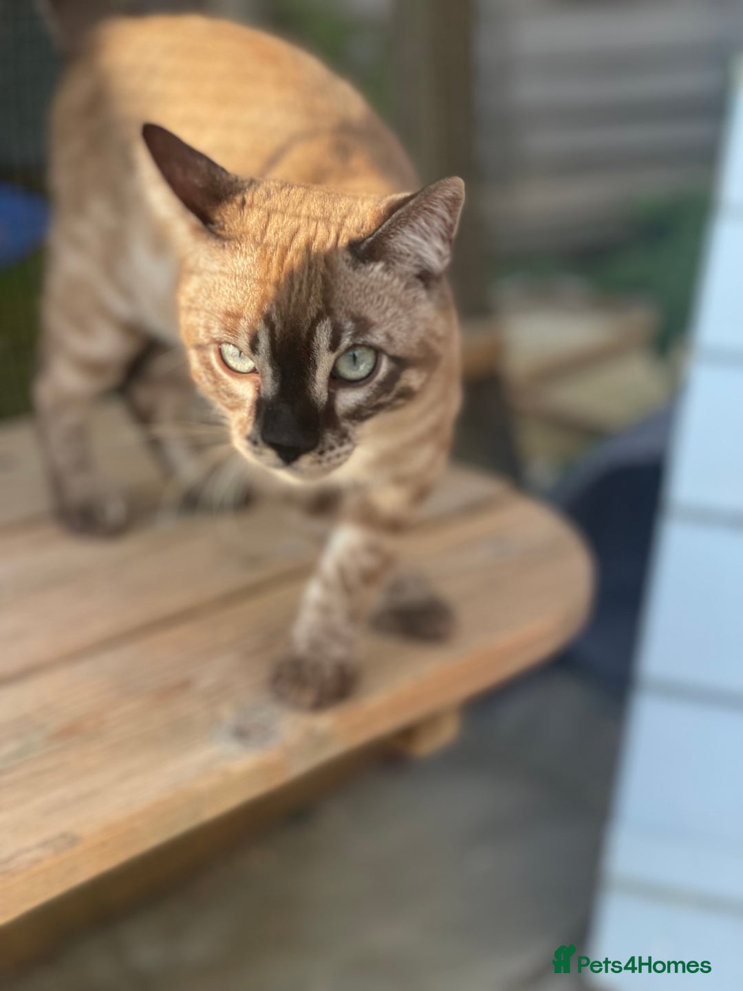 Bengal cats for sale: Sibling Bengals  - Image 6