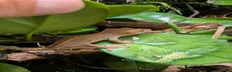 Gecko reptiles for sale: Baby crested geckos  - Advert 4
