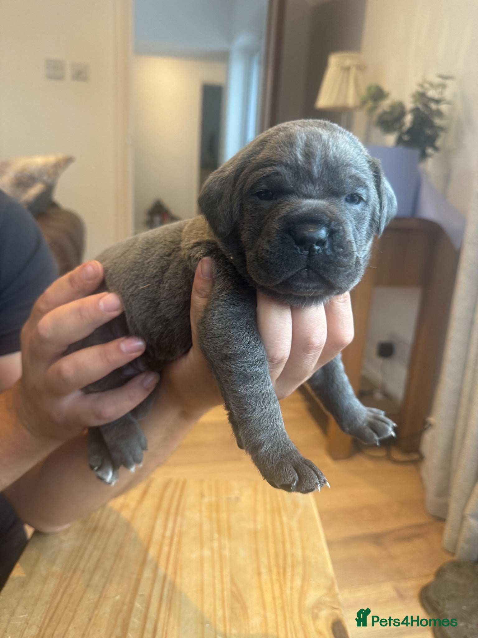 Cane Corso dogs Cane corso  - Advert 18