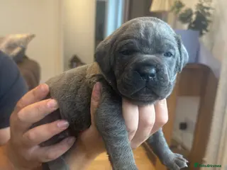 Cane Corso dogs Cane corso - Advert 18