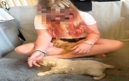 Mixed Breed dogs for sale: Cocker Spaniel X Pomeranian - Advert 9