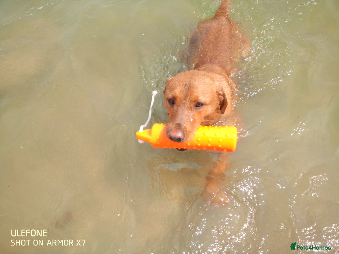 Labrador Retriever dogs for stud: Labrador retriever at Stud  in Blaydon-on-Tyne - Image 4