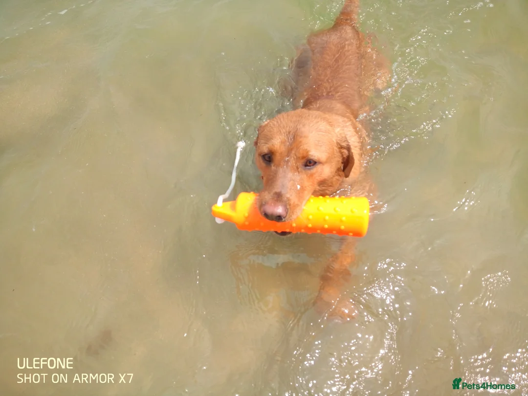 Labrador Retriever dogs for stud: Labrador retriever at Stud  in Blaydon-on-Tyne - Advert 3