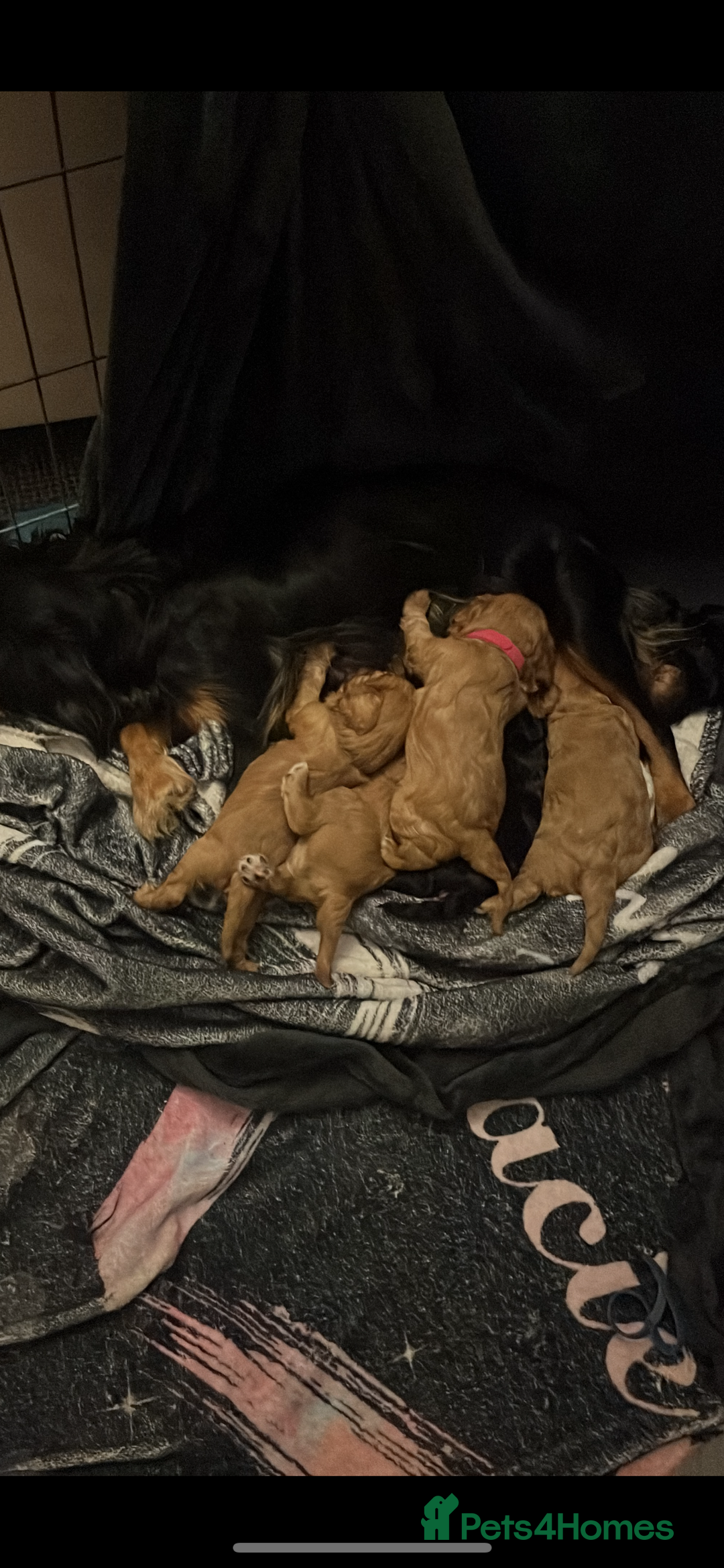 Cavalier King Charles Spaniel dogs for sale: 5 beautiful Cavalier King Charles puppies - Advert 5