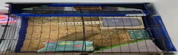 Guinea Pig rodents for sale: 2 Male Guinea Pigs Complete Set Up in Gloucester - Advert 9