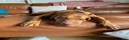 Hungarian Vizsla dogs for stud: KC Registered Hungarian Vizsla Stud - Advert 3