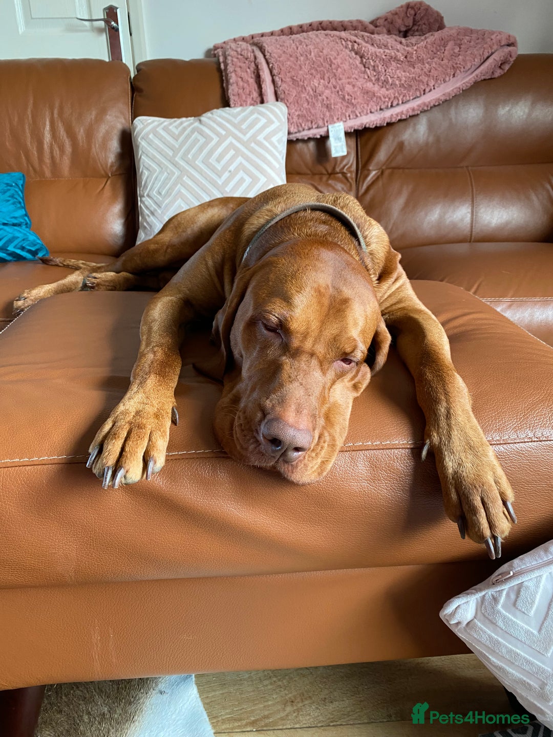 Hungarian Vizsla dogs for stud: KC Registered Hungarian Vizsla Stud - Advert 3