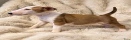 Bull Terrier dogs for sale: Beautiful Quality KC English Bullterrier Puppies - Advert 4