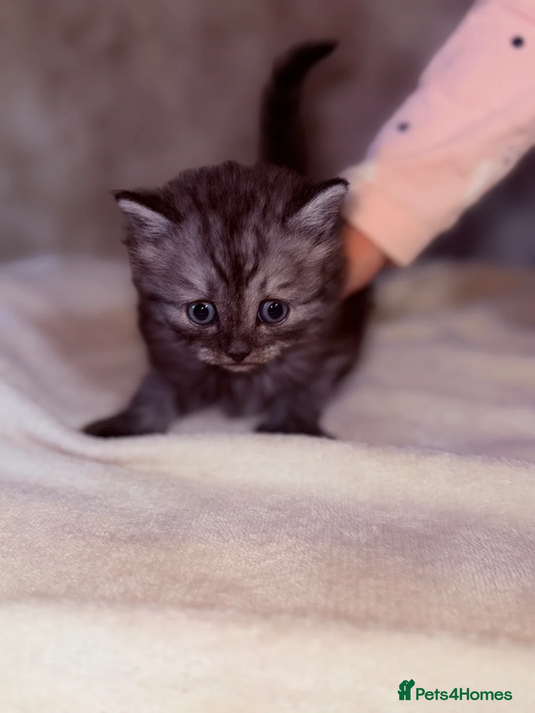 British Shorthair cats for sale: British short haired kittens  - Advert 10