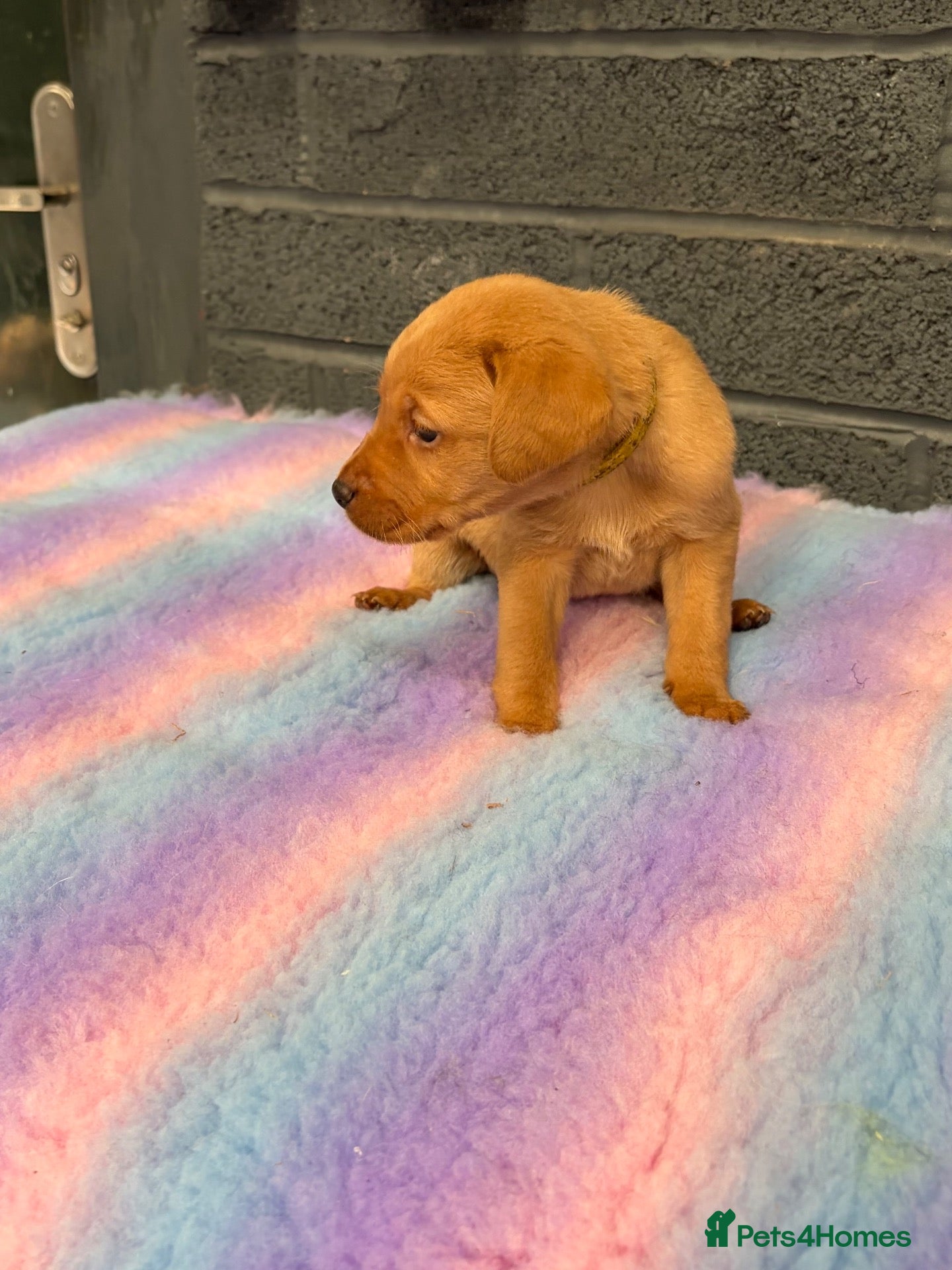 Labrador Retriever dogs Gorgeous Fox Red KC Reg Puppies  - Advert 20