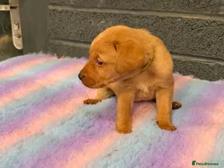 Labrador Retriever dogs Gorgeous Fox Red KC Reg Puppies - Advert 6