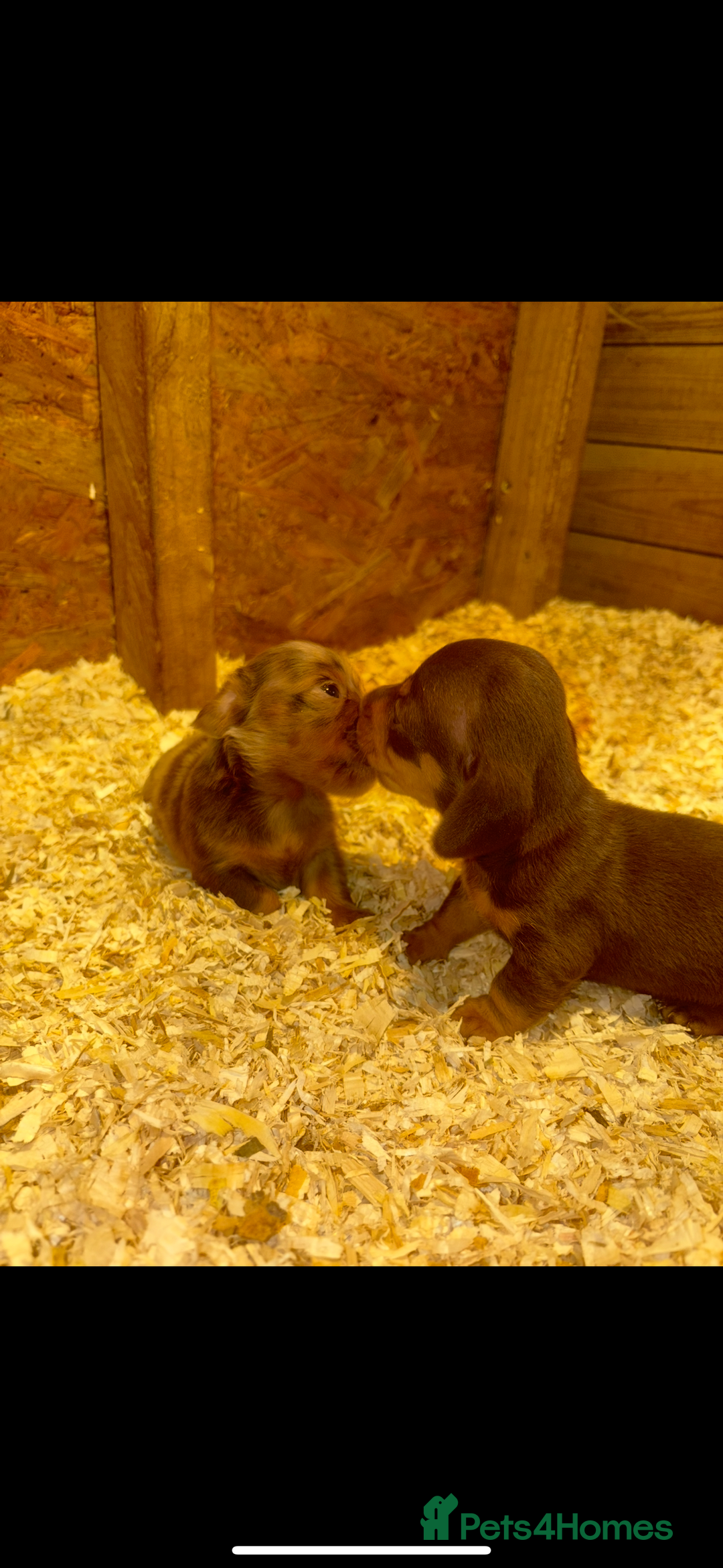 Miniature Dachshund dogs for sale: 🩵😍miniature daschund boy puppy🩵😍 - Image 5