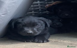 Labrador Retriever dogs for sale: KC Registered working Labrador puppies - Image 25