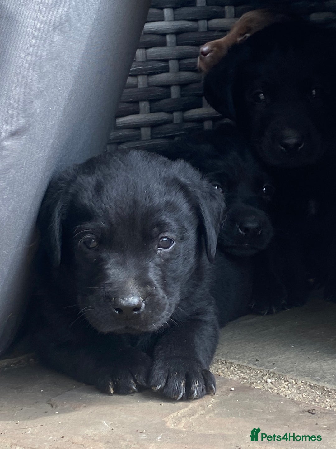 Labrador Retriever dogs for sale: KC Registered working Labrador puppies - Image 25
