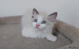 Ragdoll cats for sale: RAGDOLLS BOYS BICOLOUR VACCINATED MICROCHIPED  - Image 21