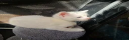 Mixed Breed cats for sale: Beautiful kittens READY TODAY  - Advert 19