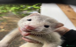 Ferret rodents for sale: 2 ferrets For sale  - Image 2