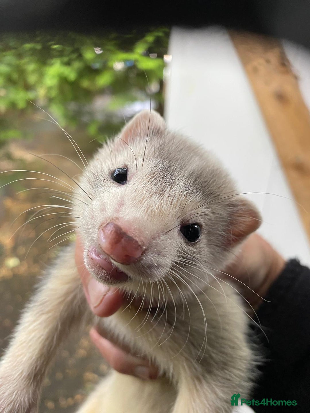 Ferret rodents for sale: 2 ferrets For sale  - Image 2