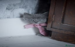 Mixed Breed cats for sale: Ragdoll x kittens for sale - Image 1