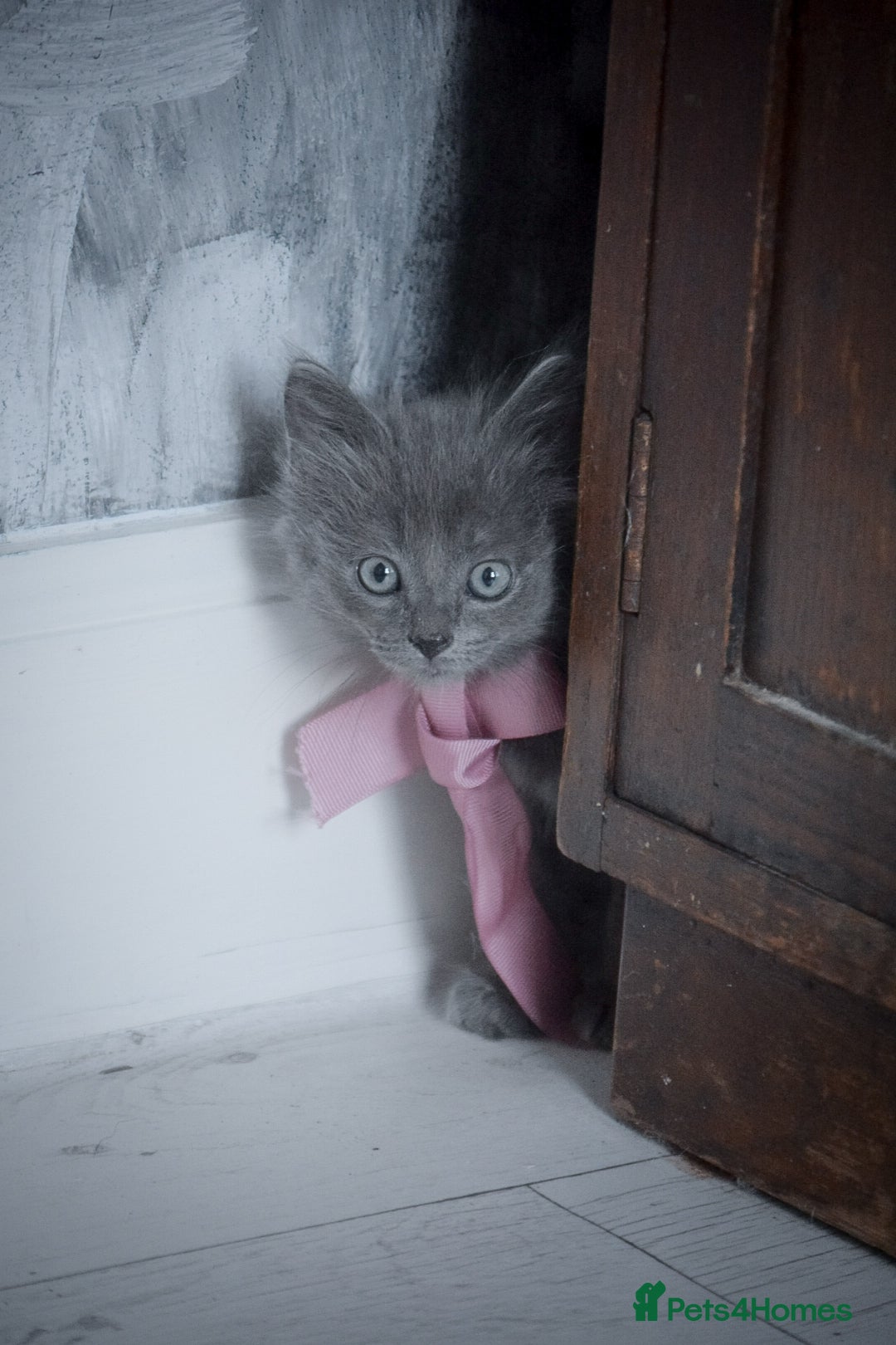 Mixed Breed cats for sale: Ragdoll x kittens for sale - Image 1